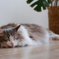 【ガス温水床暖房】乾燥しにくくお肌に優しい床暖房。8時間連続使用で光熱費は約184円。春先や秋口など少し肌寒い季節にピッタリの「セーブモード」も搭載。一年中快適温度でお過ごしください。 【ガス温水床暖房】乾燥しにくくお肌に優しい床暖房。8時間連続使用で光熱費は約184円。春先や秋口など少し肌寒い季節にピッタリの「セーブモード」も搭載。一年中快適温度でお過ごしください。